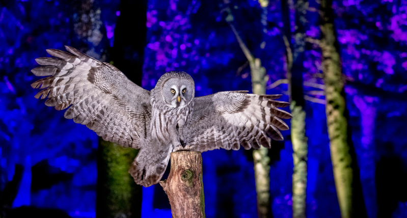 Owl spreading its wings at Hawk Conservancy Trust illumination trail